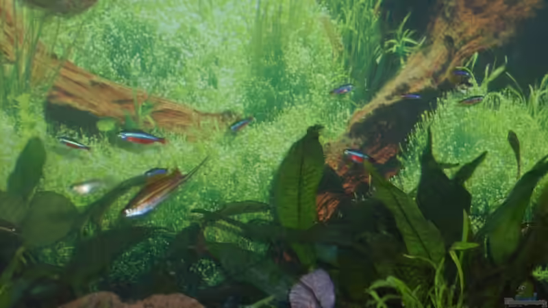 Besatz im Aquarium Becken 12106 von Sebi82 (12)