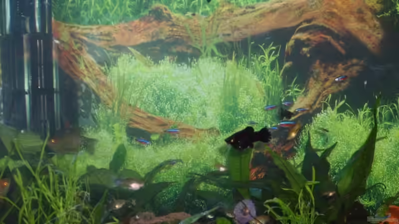 Besatz im Aquarium Becken 12106 von Sebi82 (9)