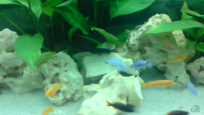 Besatz im Aquarium Becken 12118 von yankeedoodel (5)