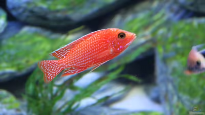 Besatz im Aquarium Becken 12122 von Klaus Fischer (13)