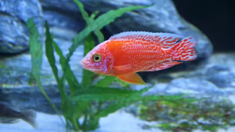 Besatz im Aquarium Becken 12122 von Klaus Fischer (14)