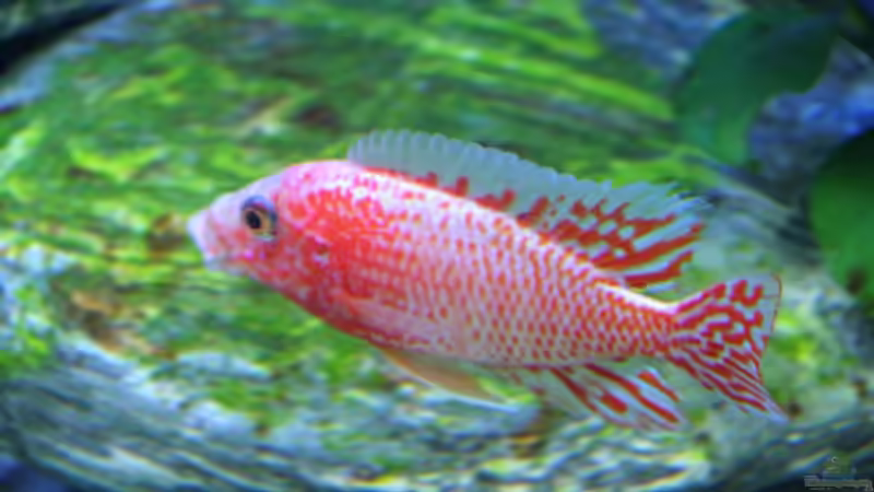 Besatz im Aquarium Becken 12122 von Klaus Fischer (15)