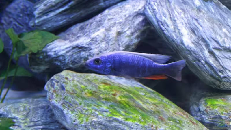 Besatz im Aquarium Becken 12122 von Klaus Fischer (18)