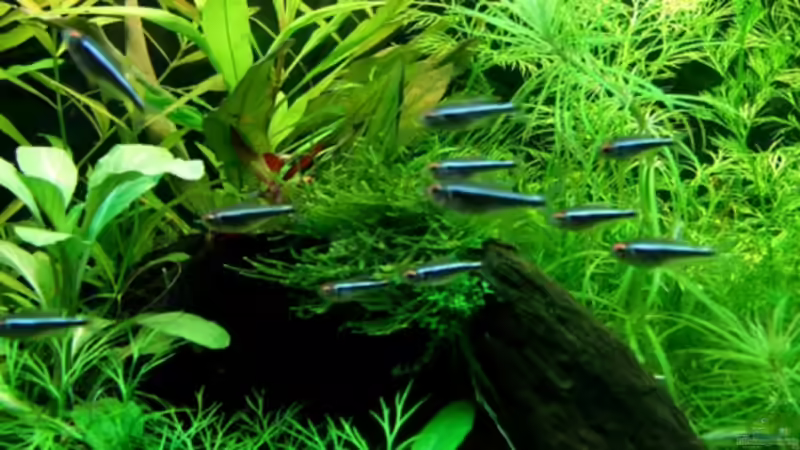 Besatz im Aquarium Becken 12128 von Tobi-G (13)