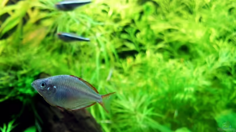 Besatz im Aquarium Becken 12128 von Tobi-G (14)