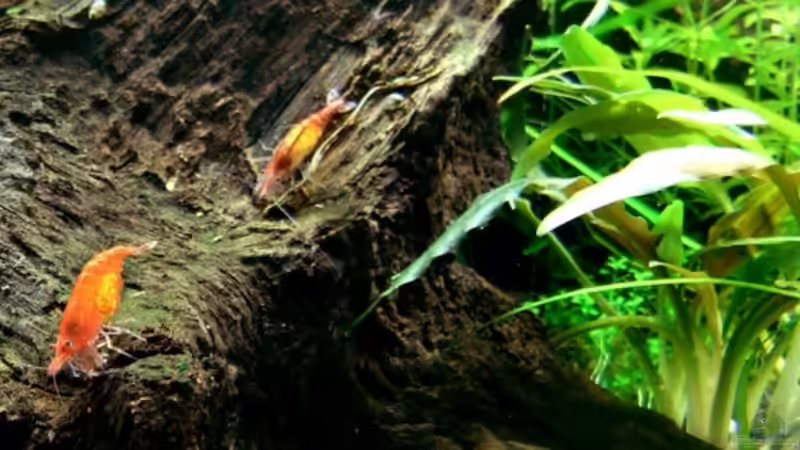 Besatz im Aquarium Becken 12128 von Tobi-G (16)