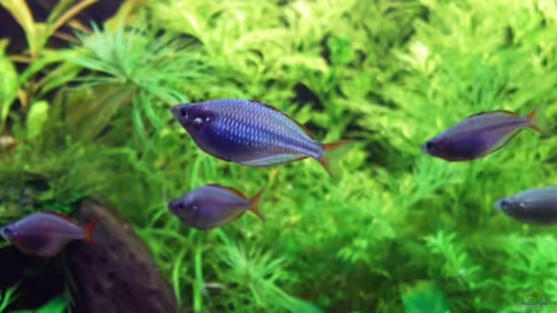 Besatz im Aquarium Becken 12128 von Tobi-G (17)