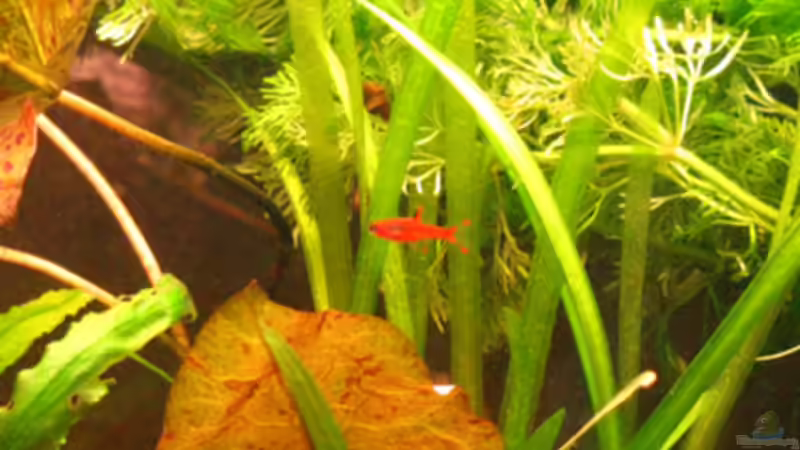 Besatz im Aquarium Becken 12144 von Fischliebhaber Timo (5)