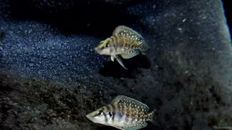 Besatz im Aquarium Becken 1215 von Scada (5)