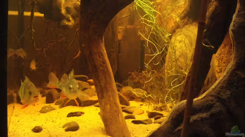 Besatz im Aquarium Becken 12154 von Friedrich Tietze (23)