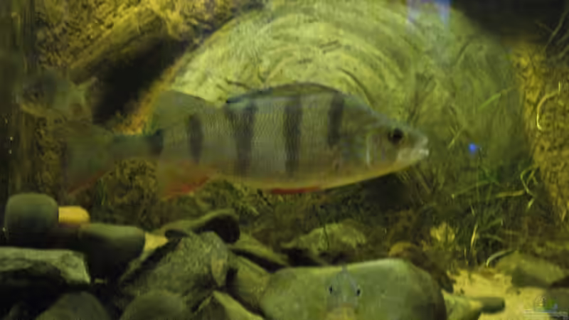 Besatz im Aquarium Becken 12154 von Friedrich Tietze (25)