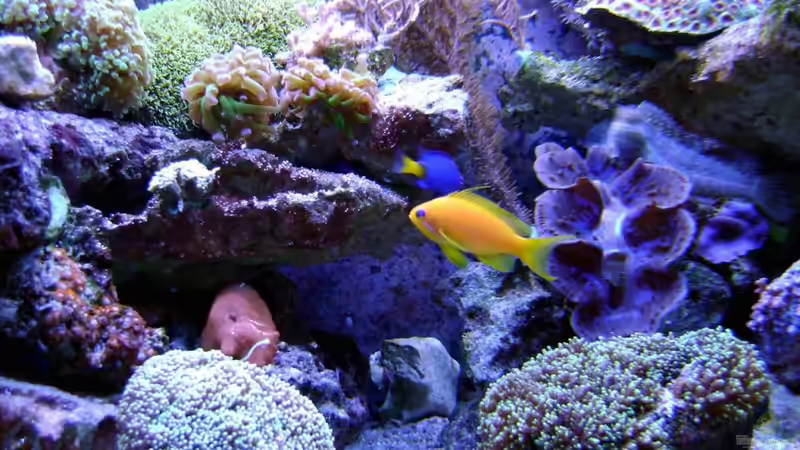 Besatz im Aquarium Becken 12156 von Manuel Saßenberg (23)