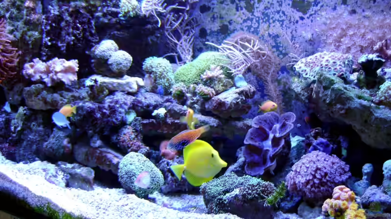 Besatz im Aquarium Becken 12156 von Manuel Saßenberg (25)