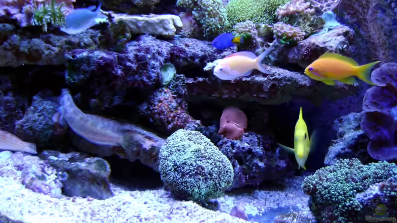 Besatz im Aquarium Becken 12156 von Manuel Saßenberg (26)