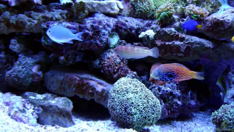 Besatz im Aquarium Becken 12156 von Manuel Saßenberg (27)