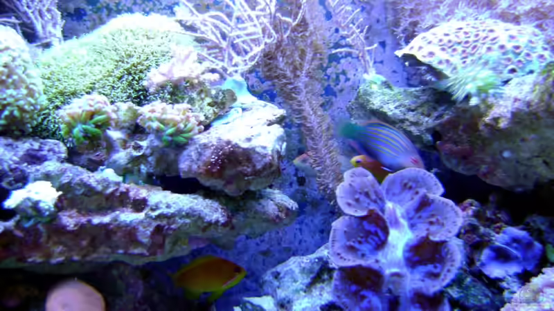 Besatz im Aquarium Becken 12156 von Manuel Saßenberg (28)