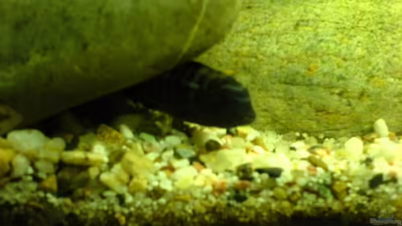 Besatz im Aquarium Becken 12173 von Christoph H. (12) (9)