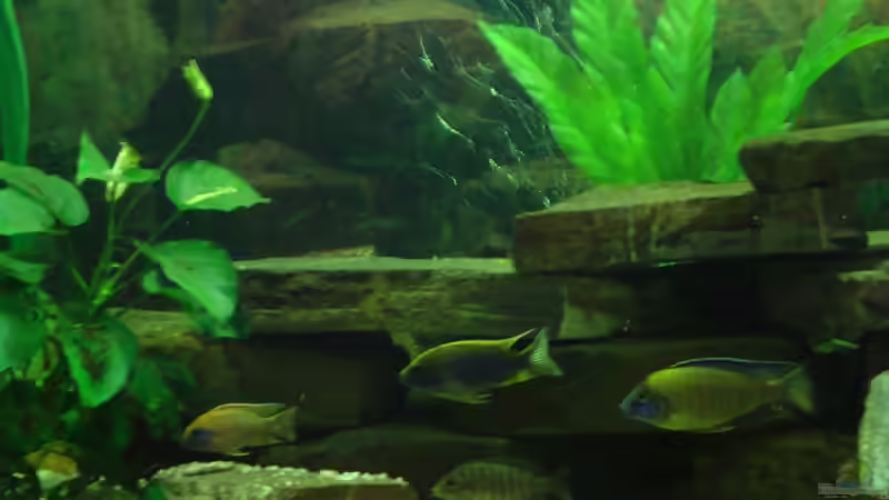 Besatz im Aquarium Becken 12205 von Sponge Bob (11)