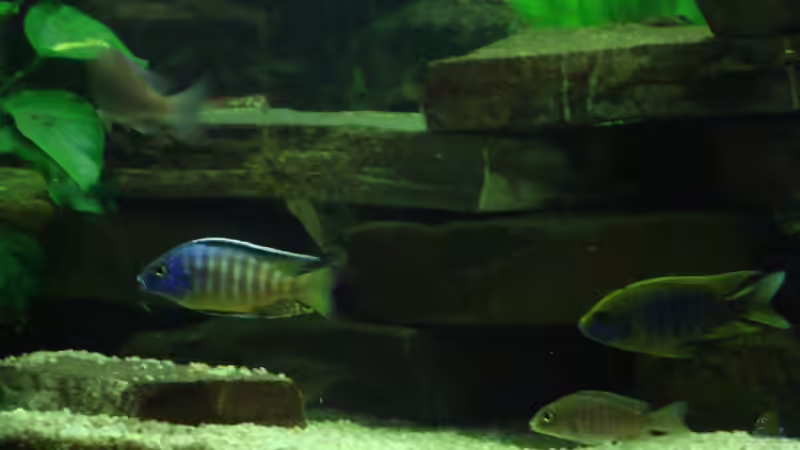 Besatz im Aquarium Becken 12205 von Sponge Bob (12)