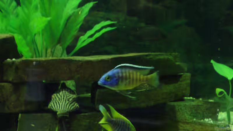 Besatz im Aquarium Becken 12205 von Sponge Bob (13)