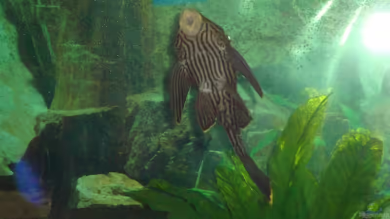 Besatz im Aquarium Becken 12205 von Sponge Bob (14)