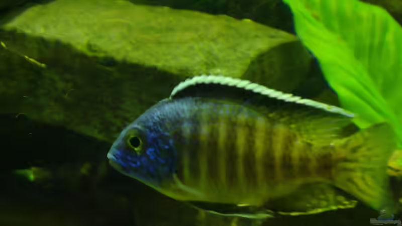 Besatz im Aquarium Becken 12205 von Sponge Bob (15)