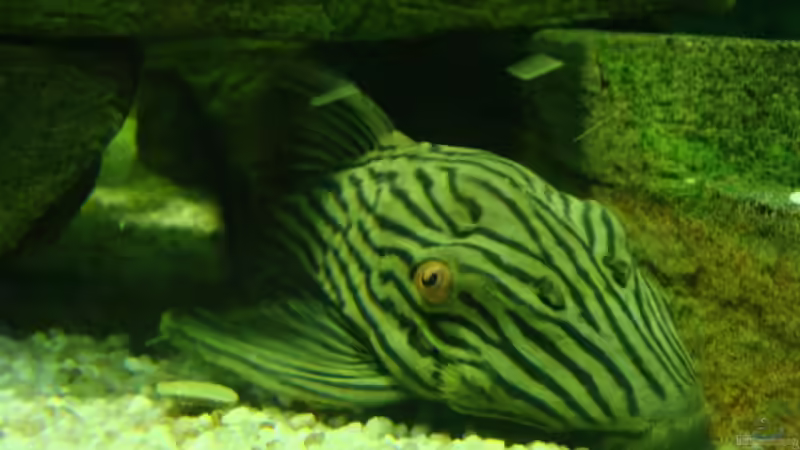 Besatz im Aquarium Becken 12205 von Sponge Bob (16)