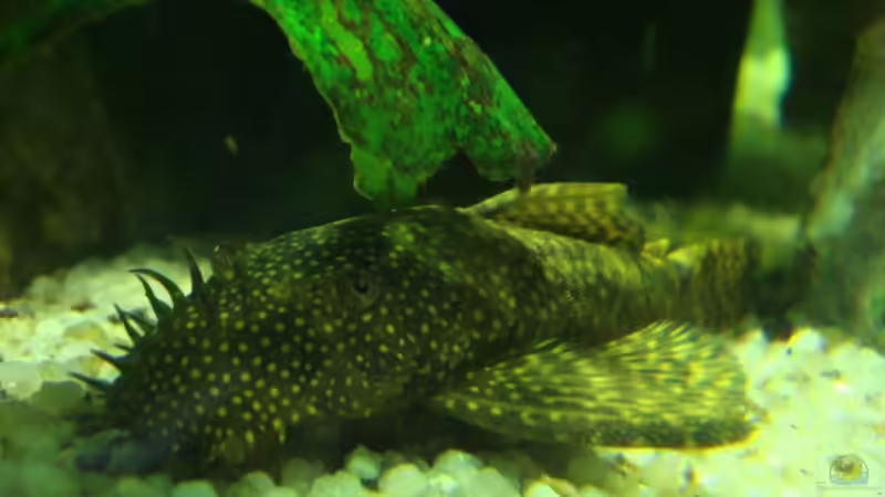 Besatz im Aquarium Becken 12205 von Sponge Bob (18)