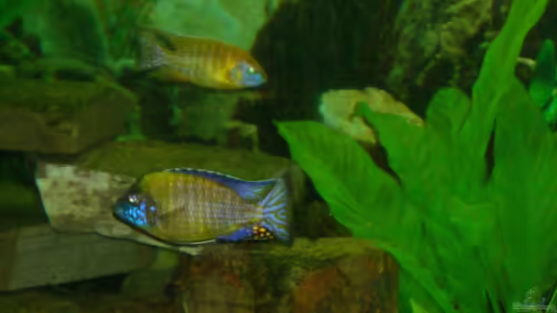 Besatz im Aquarium Becken 12205 von Sponge Bob (20)