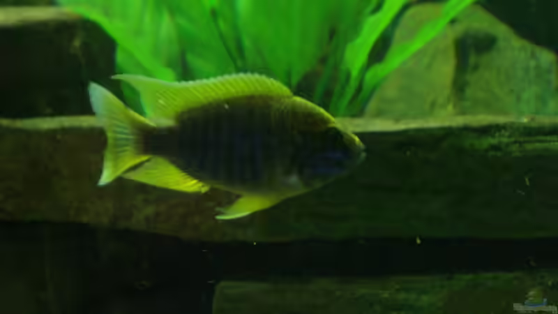 Besatz im Aquarium Becken 12205 von Sponge Bob (21)