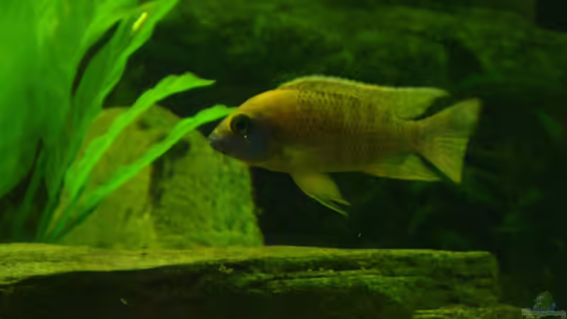 Besatz im Aquarium Becken 12205 von Sponge Bob (22)