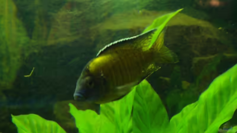 Besatz im Aquarium Becken 12205 von Sponge Bob (23)