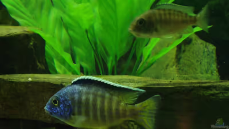 Besatz im Aquarium Becken 12205 von Sponge Bob (24)