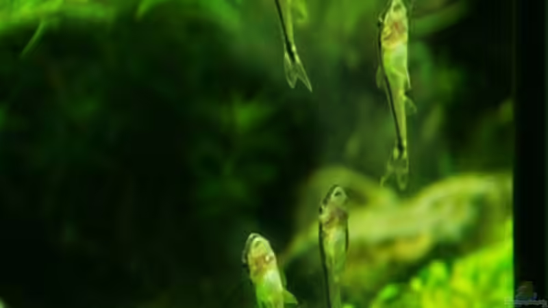 Besatz im Aquarium Becken 12207 von Thomas Sprenger (10)