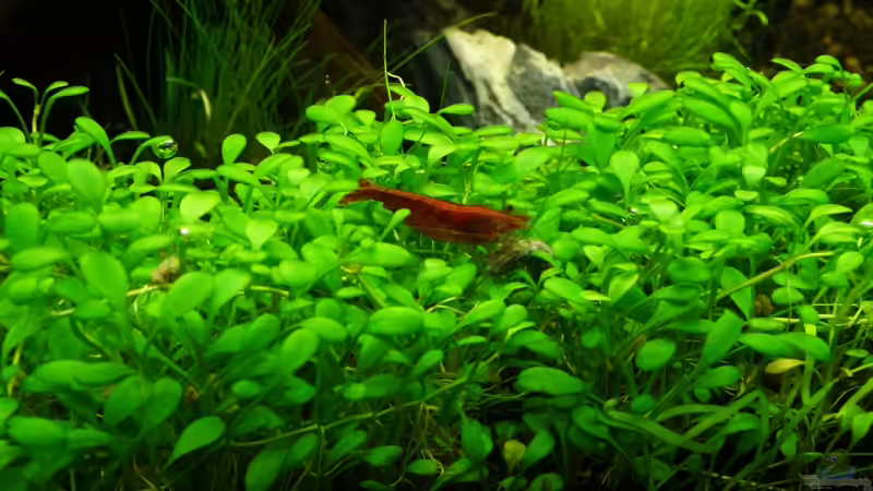 Besatz im Aquarium Becken 12207 von Thomas Sprenger (11)