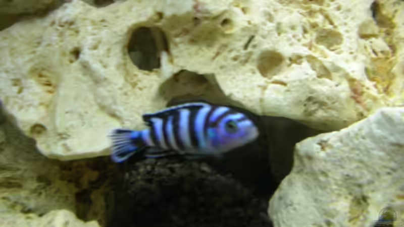 Besatz im Aquarium Becken 12208 von Michael =) (3)