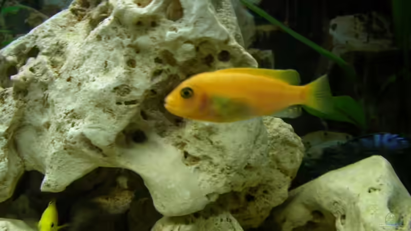 Besatz im Aquarium Becken 12208 von Michael =) (4)