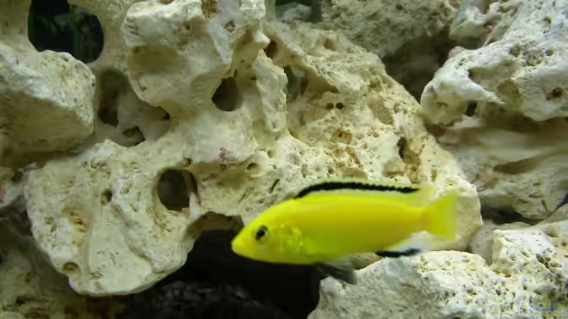 Besatz im Aquarium Becken 12208 von Michael =) (5)