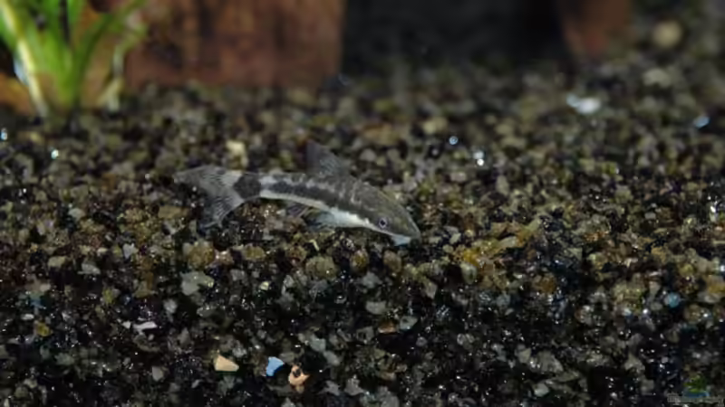 Besatz im Aquarium Becken 12221 von Birni (11)