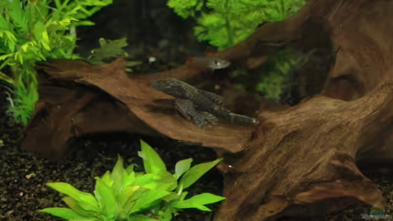 Besatz im Aquarium Becken 12221 von Birni (12)