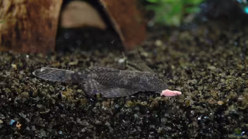 Besatz im Aquarium Becken 12221 von Birni (7)