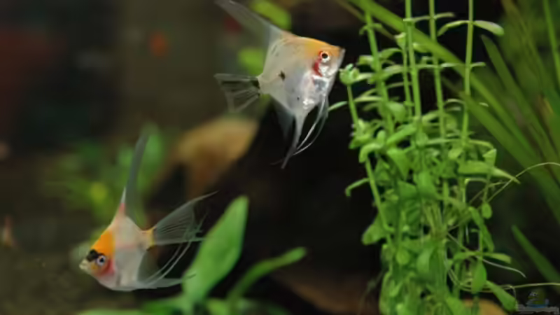 Besatz im Aquarium Becken 12221 von Birni (9)