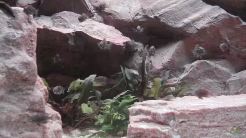 Besatz im Aquarium Becken 12231 von LuckyHimself (13)