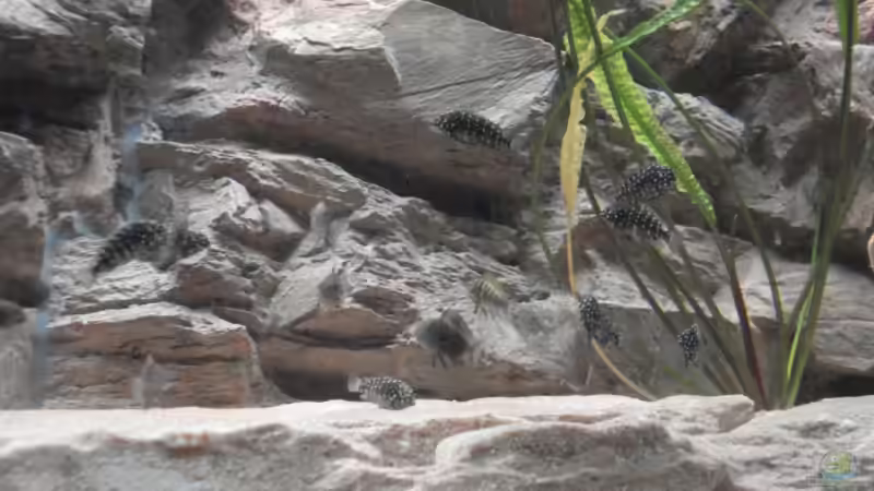 Besatz im Aquarium Becken 12231 von LuckyHimself (16)