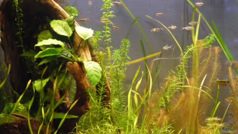 Besatz im Aquarium Becken 12257 von Krätzchen (24)