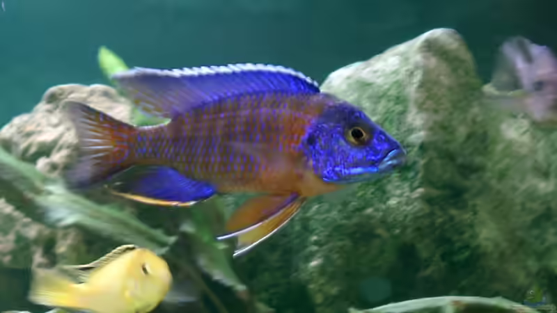 Besatz im Aquarium Becken 1226 von Alexandra Bijok (9)