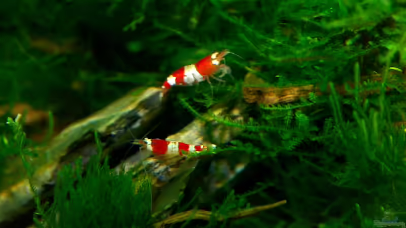 Besatz im Aquarium Becken 12268 von Jo The Fish (10)