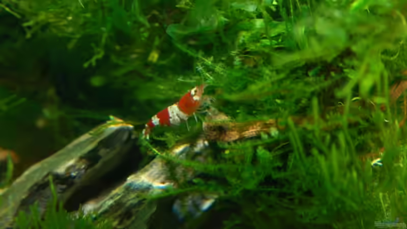 Besatz im Aquarium Becken 12268 von Jo The Fish (12)