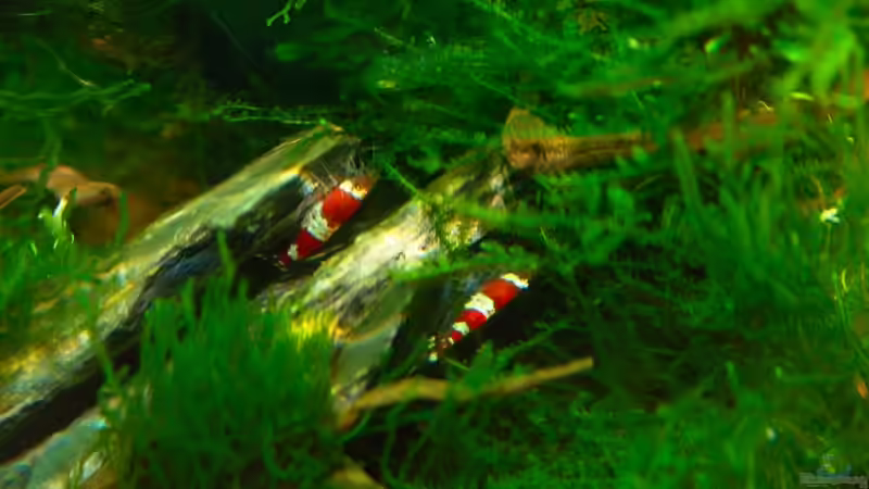 Besatz im Aquarium Becken 12268 von Jo The Fish (13)