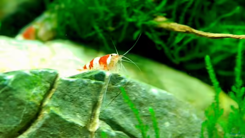 Besatz im Aquarium Becken 12268 von Jo The Fish (6)